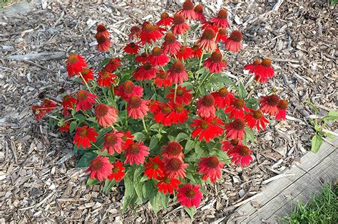 Coneflower Sombrero Salsa Red Sun Perennials Perennials Pla