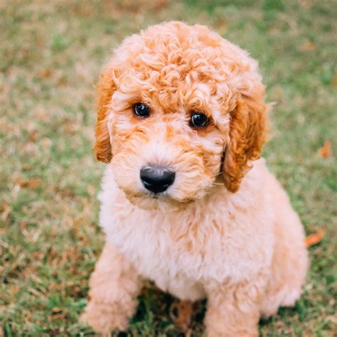 Goldendoodle Breeders And Puppies For Sale In California