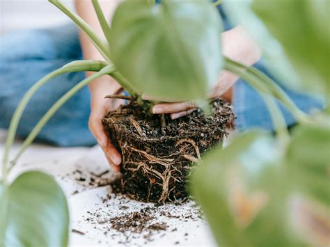 Por qué se pudren las raíces de tus plantas y cómo salvarlas a tiempo
