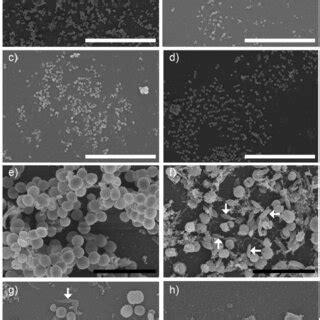 Scanning electron microscopy (SEM) images of S. aureus biofilm: a) and ...