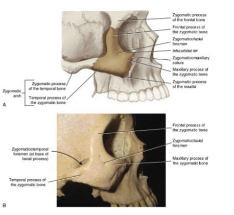 Zygomatic Nerve Anatomy