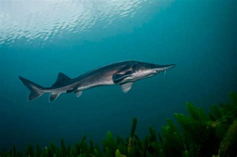 Стерлядь — фото, видео и описание, характеристика и вид рыбы | Красная ...