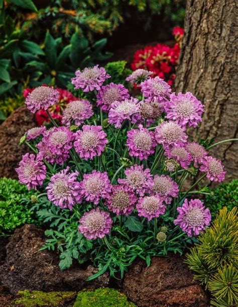 Scabiosa Columbaria Pink Mist C2