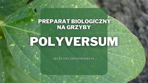 Polyversum Jak działa Jak stosować Gdzie kupić Zielony Ogródek