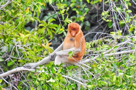 6 Fakta Menarik Bekantan, Primata Berhidung Panjang