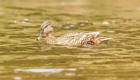 Duck Landing on Water · Free Stock Photo