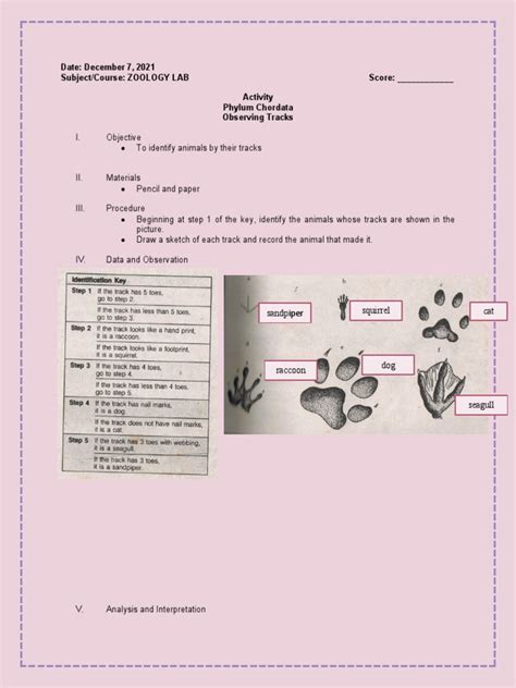 Activity Phylum Chordata (Observing Tracks) | PDF | Gull | Cats