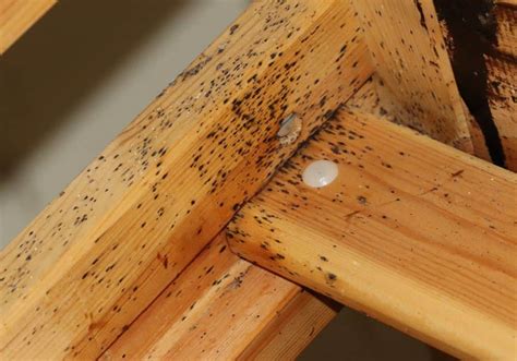 How To Check For Bed Bug Eggs At Natalie Stacey Blog