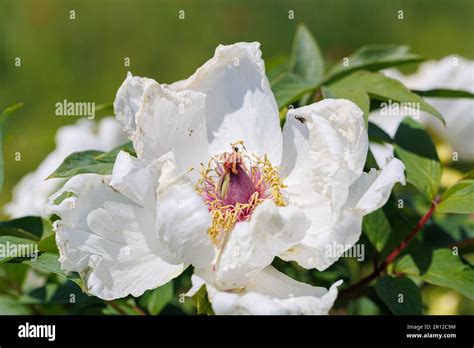 Macro photography of a peony Stock Photo - Alamy