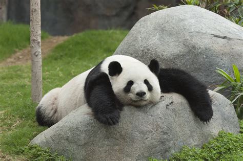 Panda sleeping | Giant panda bear, Panda bear, Giant panda