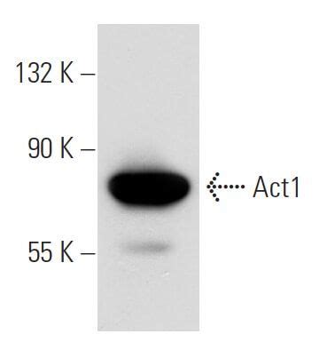 Act1 Antibody WW 18 SCBT Santa Cruz Biotechnology