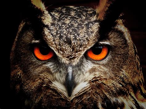 Red Orange Owl Eyes Owl Eyes Owl Pictures Owl Photos