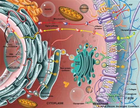 Eukaryotic Cell Anatomy Illustrating Protein And Dna Synthesis