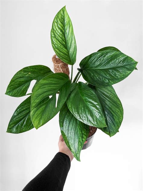 Learn About The Monstera Pinnatipartita With My Care Guide