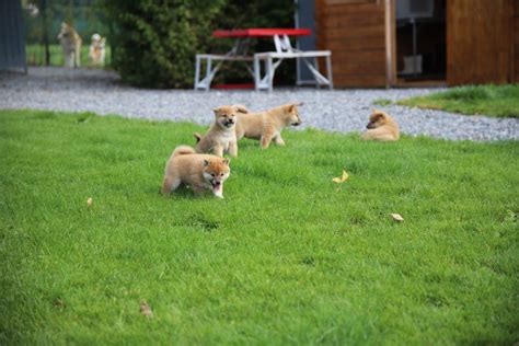 Shibas Inu Disponibles Elevage De La Vallee