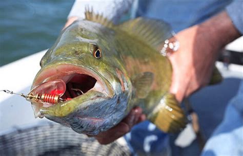 Intersex Fish Found In Three Pennsylvania River Basins