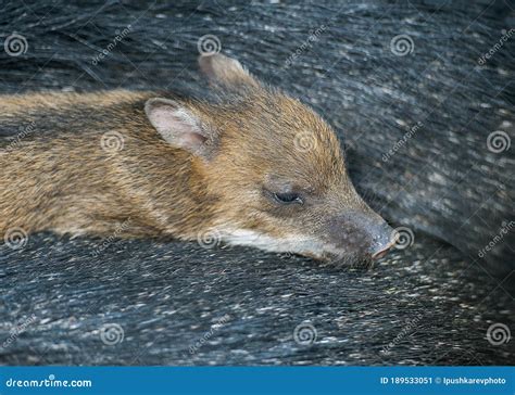 Collared Peccary Also Javelina Or Skunk Pig Or Pecari Tajacu Is A