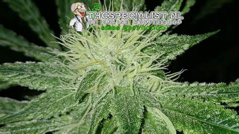 Amerikaanse En Nederlandse Amnesia Haze Wiet Thc Specialist