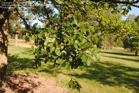 Plantfiles Pictures Ulmus Species Cedar Elm Fall Elm Olmo Scrub