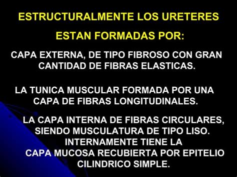 Anatomia Y Fisiologia Veterinaria Sistema Renal Ppt