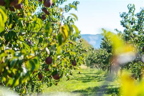 Glaze Orchards Hood River For Sale In Hood River OR Hood River