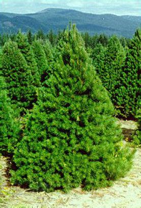 Real Scotch Pine Christmas Trees For Sale