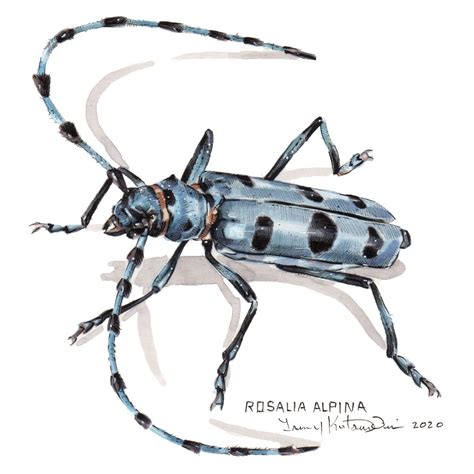 Original Insect Painting Of An Alpine Longhorn Beetle Rosalia Alpina