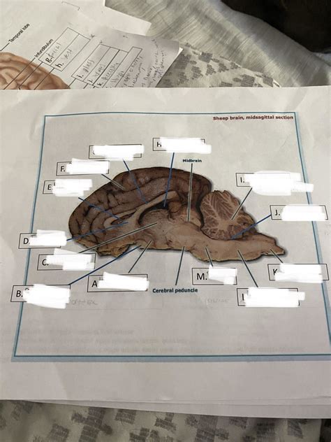 Sheep Brain Diagram Quizlet