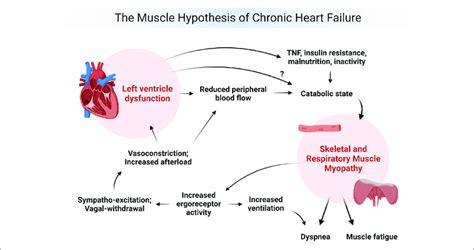 The Muscle Hypothesis Of Chronic Heart Failure Created With