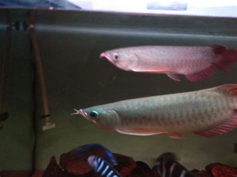 Determining Sex Of Arowana When 9 Inches