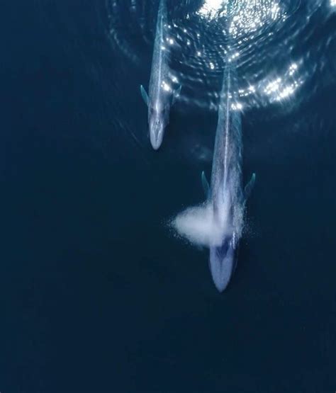 A baby blue whale cruises by @newportbeach with its mother. It is a ...