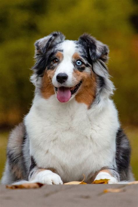 Australian Shepherd Eye Color | Aussie cattle dog, Aussie dogs, Aussie ...