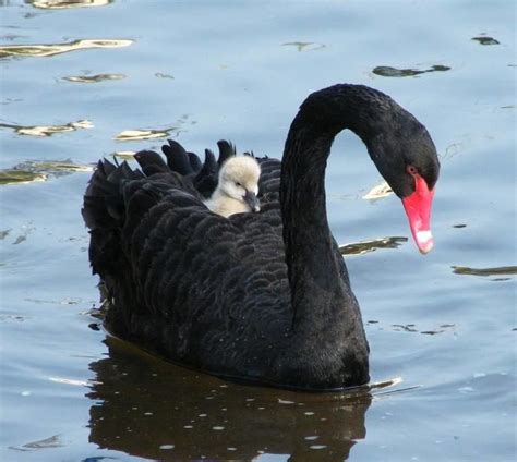 Black swan - Alchetron, The Free Social Encyclopedia