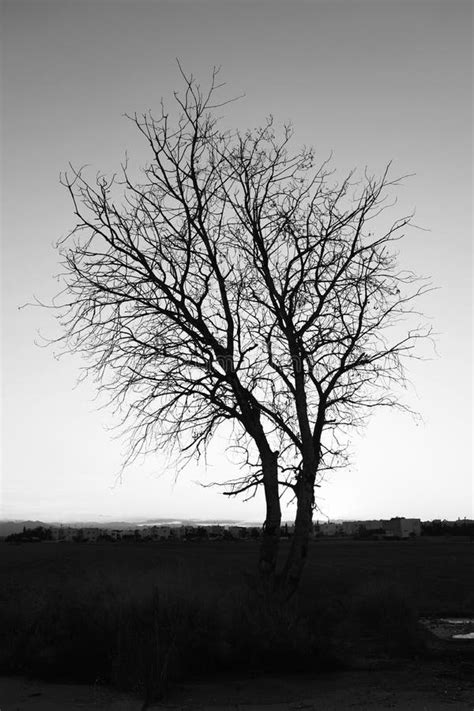 Beauty In Nature With A Naked Tree Stock Photo Image Of Ecological Agricultural 105226490