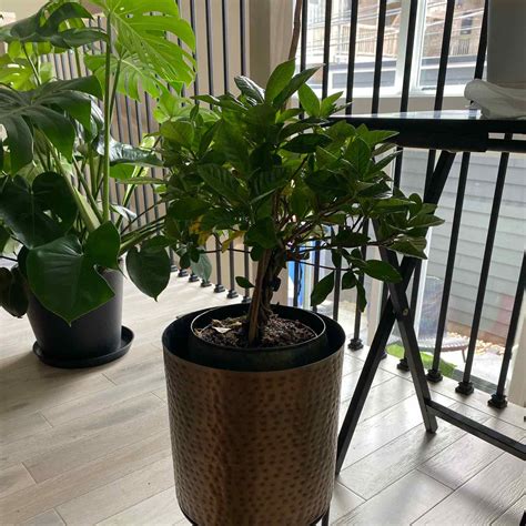 Am I Starving My Cape Jasmine? Fertilizing 101