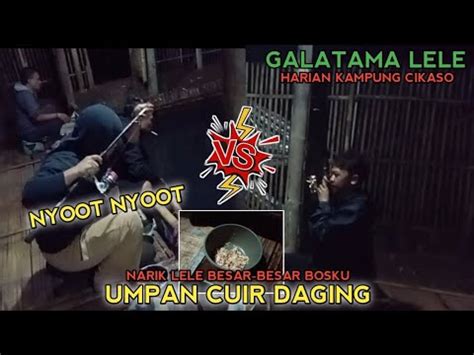 Pake Umpan Daging Nyot Nyot Bosku Di Galatama Lele Mg Aring Galatama