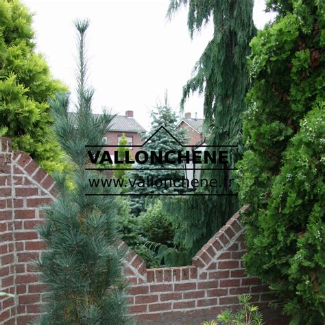 PINUS flexilis 'Vanderwolf's Pyramid' - pin
