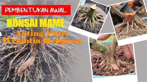 Bonsai Mame Anting Putri Pembentukan Gerak Dasar Setelah Program Akar