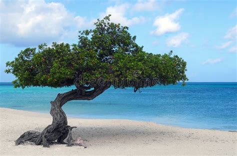 Divi Divi Tree On Eagle Beach In Aruba Stock Image - Image of seascape ...