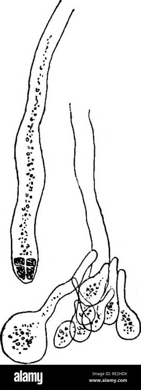 . Morphology of spermatophytes. [Part I. Gymnosperms]. Gymnosperms; Plant morphology. 126 ...