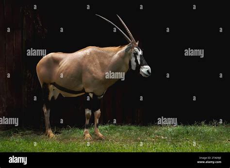 Male Gemsbok Or South African Oryx Oryx Gazella Stock Photo Alamy