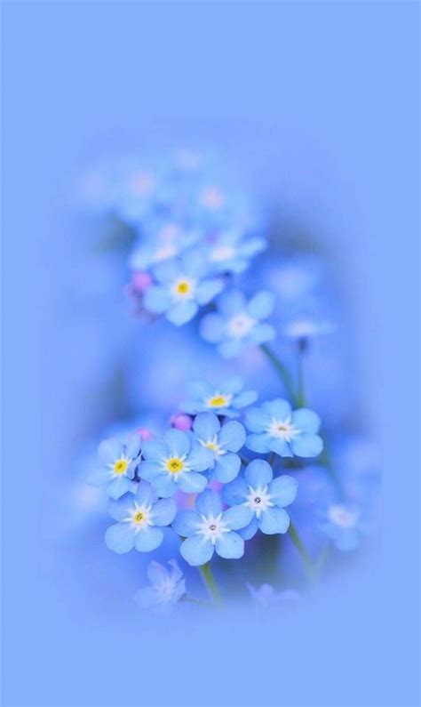 Blue Flowers Aesthetic Wallpapers - Top Free Blue Flowers Aesthetic ...