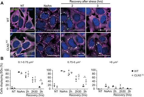 The Batten Disease Protein Cln3 Is Important For Stress Granules