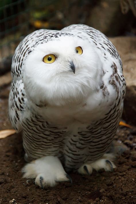 Snowy Owl Free Stock Photo - Public Domain Pictures