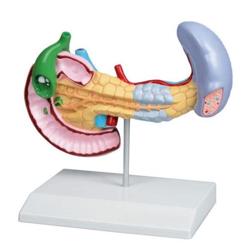 Diseases Of Pancreas Spleen Gall Bladder Model Erler Zimmer For