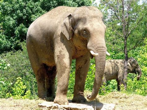 Asian Elephants in Kerala - ARUNACHALA GRACE