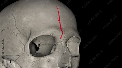 The supratrochlear artery (or frontal artery) is one of the terminal ...