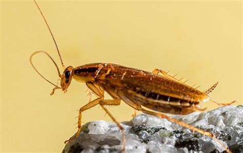 How To Get Rid Of Cockroaches A Comprehensive Guide For Moline Homeowners Quik Kill