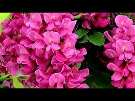 Акация розовая(Робиния клейкая). Посадка. - YouTube