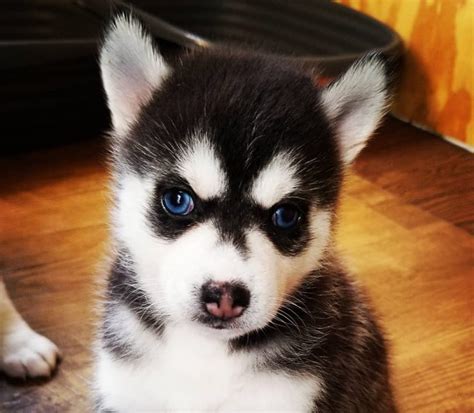 Teacup Pomsky 101: Your Guide to Raising This Tiny Pup - BorderCollieHealth